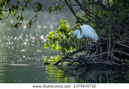 large egrets perched on the roots of trees while eating fish hunted in the middle of a lake in Bali