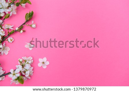 photo of spring white cherry blossom tree on pink background. View from above, flat lay, copy space. Spring and summer background.