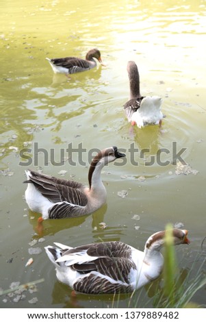Goose portrait in the lake by morning