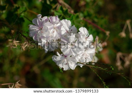 Close up bunch of clean white flowers with blurred bushy background