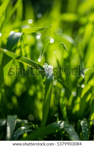 green grass in the sun, bokeh background of raindrops