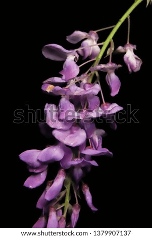Purple wisteria vine flowers