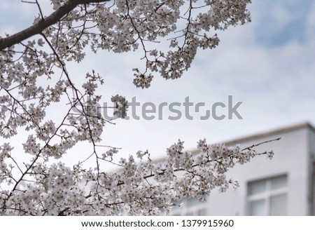 The Cherry Blossom tree at the Wuhan city, Hubei China. This picture is especially focus. Focus on the flower. Cherry Blossom with the blurred background.