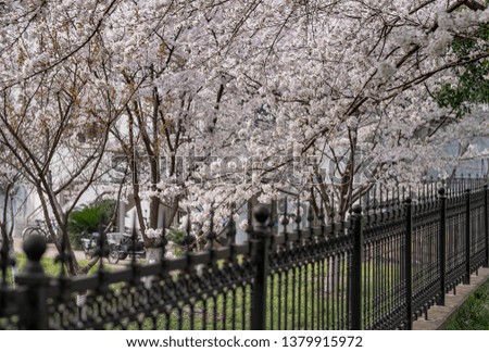The Cherry Blossom tree at the Wuhan city, Hubei China. This picture is especially focus. Focus on the flower. Cherry Blossom with the blurred fence. 