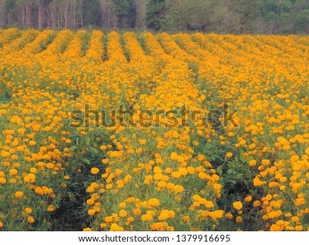 Marigold field Beautiful yellow Thailand