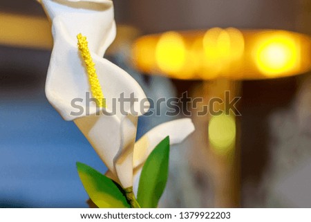 White tulip flower blossom with yellow color and green leaves at spring season, flora nature beauty, floral picture in garden, blooming season, plants and greenery, artificial and natural, closeup