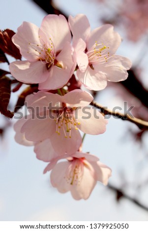 Spring pink Sakura flowers in bloom on sunny day