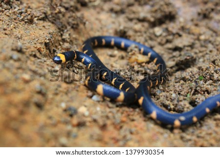 not venomous false coral snake, micrurus narduccii, coralillas with black and orange pattern on a brown clay ground
