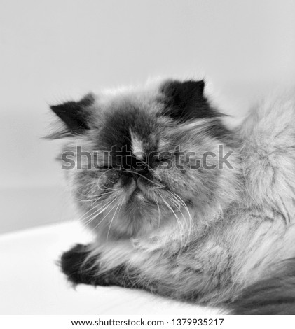 Portrait of a persian cat on a blurred background. Black and white.