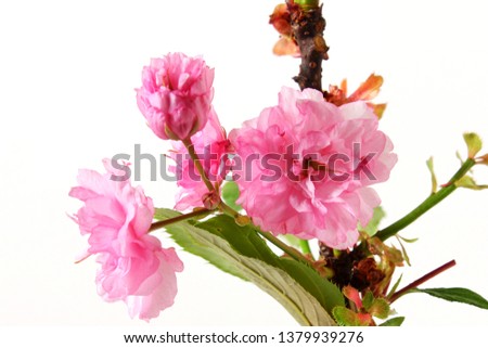 beautiful spring pink cherry flower blooming with leaves flower texture in white background