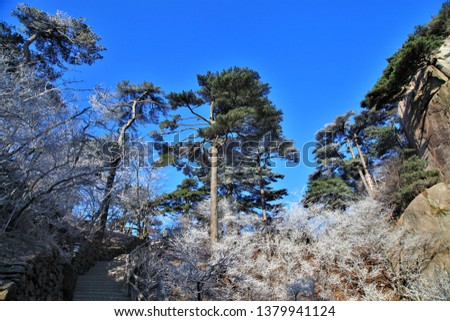 View of the frozen forest in Huang shan National park. China,Beautiful picture of Huang shan mountain and fog on the mountain