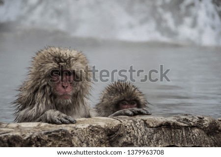 Pictures of the beauty of wildlife in Japan during winter.
Spectacular natural hot springs used by little monkeys.