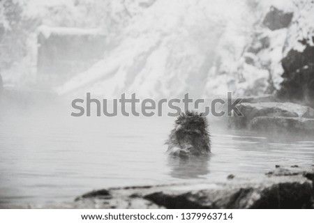 Pictures of the beauty of wildlife in Japan during winter.
Spectacular natural hot springs used by little monkeys.