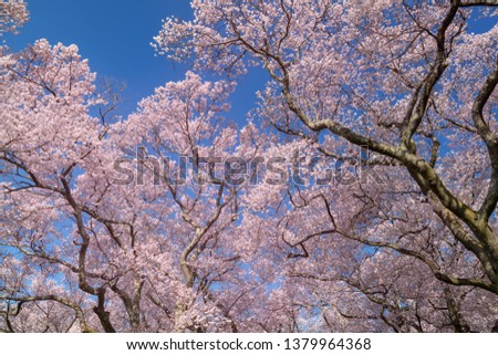 
Takato Castle Cherry blossom,d (Sakura), Ina, Nagano Prefecture, Japan
