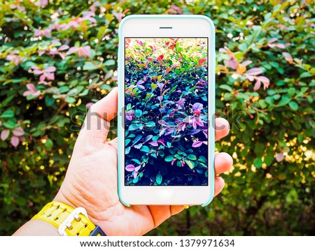 Hand using smartphone taking photo of green leaves in garden
