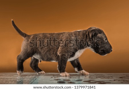 cute mini bull terrier puppy