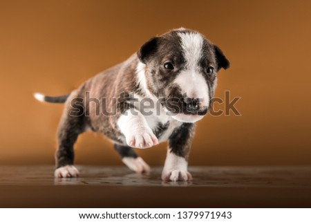 cute mini bull terrier puppy