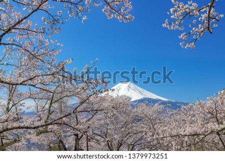 
Scenery that symbolizes Japan, Cherry blossoms and Chureito Pagoda and Mt. Fuji, Fujiyoshida, Yamanashi Prefecture, Japan
