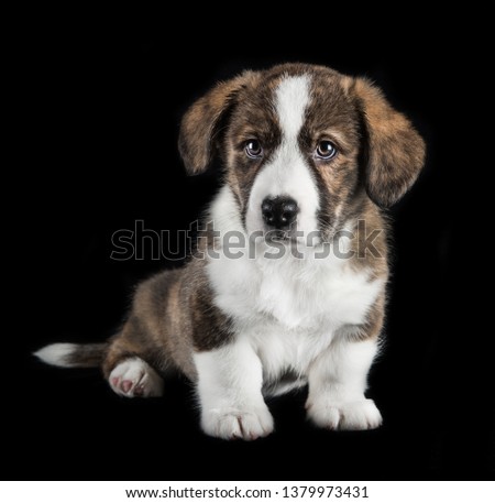 Welsh corgi pembroke cute puppy