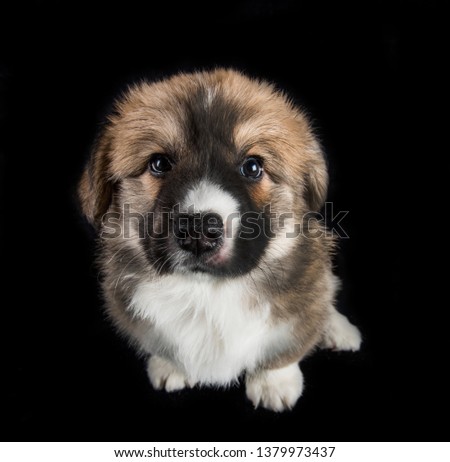 Welsh corgi pembroke cute puppy