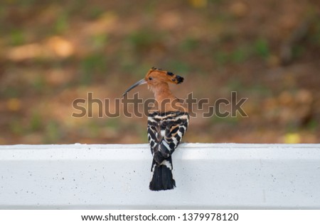 Common Hoopoe Perched on a wall