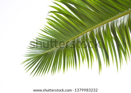 Green leaves of palm tree isolated on white background. Dark green palm leaves, species with thorns