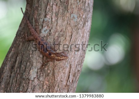 chameleon perched on a tree