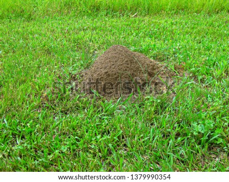 Large Fire Ant Bed Covering A Tree Stump