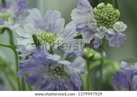 a picture of scabiosa with beautiful leaves