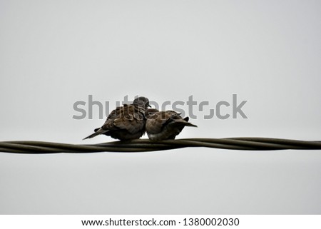 small bird on the wire, beautiful photo digital picture