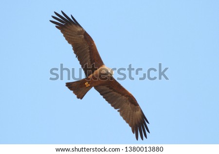The black kite bird of prey in the spring plumage flies in the blue sky and looks out for prey on the ground, turning its head down, close-up.