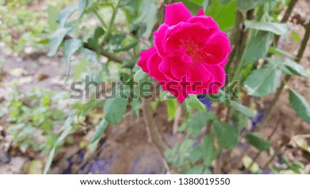 red rose and green background.