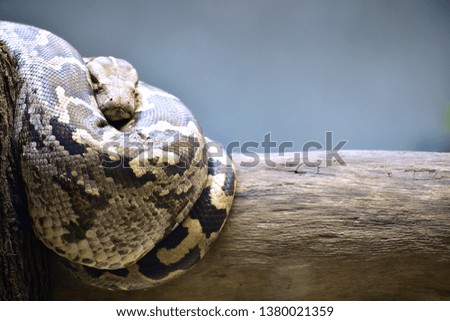 The Indian Python