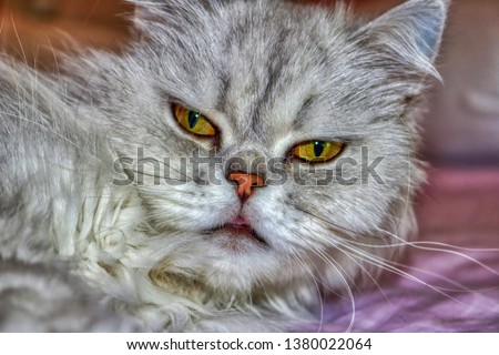 This unique picture shows a Chinchilla Persian cat named Lucy. you can clearly see their beautiful eyes