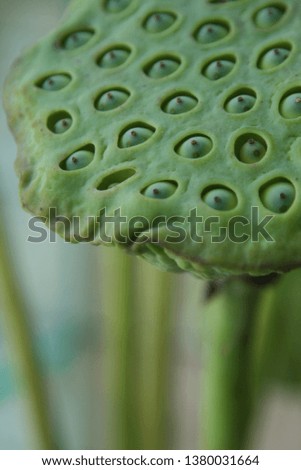 Strange and unusual-looking Lotus Seed picture