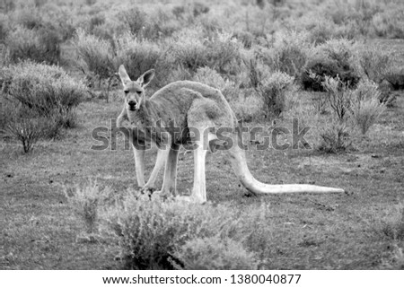 Black and white Kangaroo