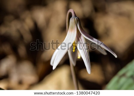 Close view of a pinkish white trout lily (Erythronium albidum) growing naturally in its native woodland habitat