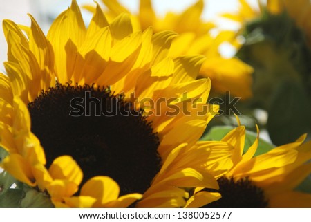 a picture of a yellow sunflower resembling the sun