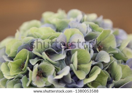 The background of the beautiful, cute picture of Hydrangea