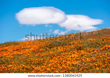 Antelope Valley California Poppy Reserve State Natural Reserve. California poppies flowers magnificent orange color meadows during seasonal super bloom