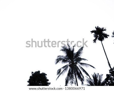 Isolated Tree shadow on a white background.