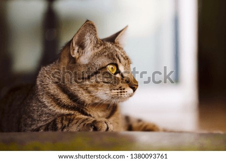 Domestic gray tabby cat is looking, friendly animal close up