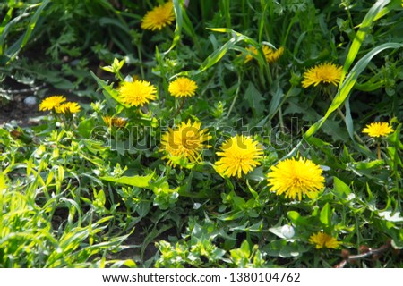 Yellow dandelion flowers on a green background. In spring everything awakens from sleep. Outside. Without people. Amazing nature.