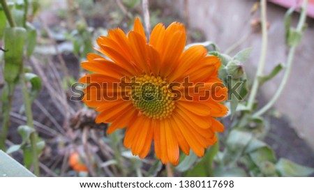 Pot marigold calendula officinalis  short lived annual summer flower for garden 