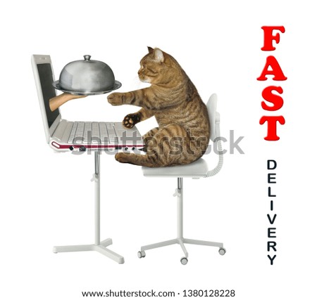 The cat makes a food order on the Internet from its computer. A hand gives him a metal tray with lid from laptop screen. Fast delivery.