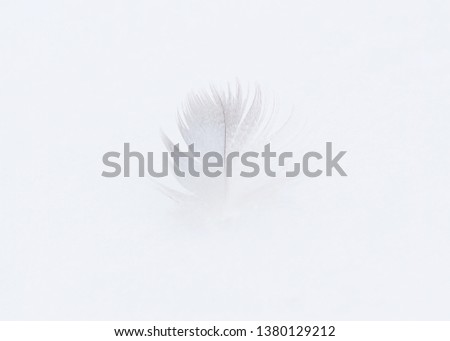 feather in the snow