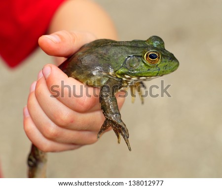 Boy holding a large bullfrog, Lithobates catesbeianus