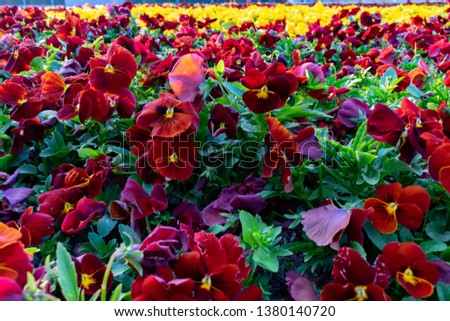 Set of delicate red pansies. Flowers in a botanical garden