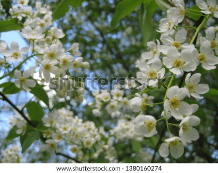 macro photo with a decorative background of beautiful white spring flowers on the branches of the tree cherry trees for landscaping and landscape design as a source for prints, posters, decor