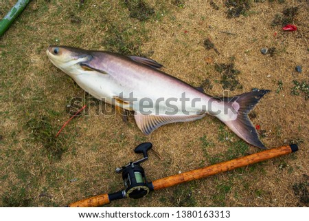 Fishing activities. rod with baitcasting reel with fishing works large freshwater fish of Thailand named Iridescent shark, Striped catfish, Sutchi catfish on the grass natural background.